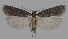 Neofaculta infernella