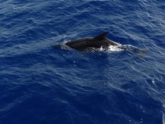 Steno bredanensis