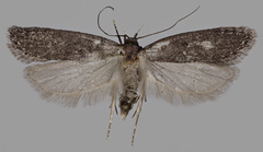 Neofaculta ericetella