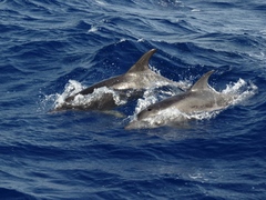 Steno bredanensis