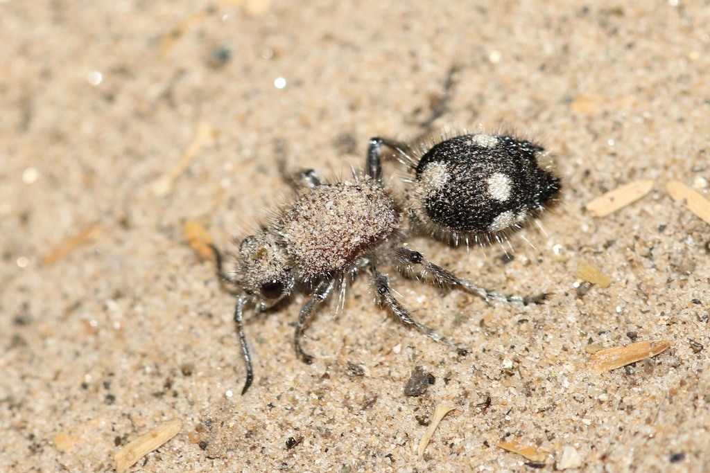 Dasylabrinae