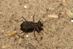 Cylindera rectangularis