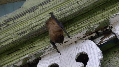 Brandt's bat, Старомайнский р-н, Ульяновская обл., Россия, photo 7 of 10