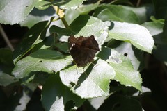 Junonia natalica natalica