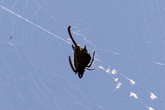 Gasteracantha falcicornis