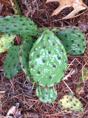 Opuntia humifusa