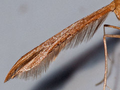 Stenoptilia pterodactyla