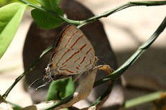 Hemiolaus caeculus