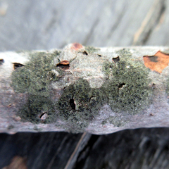 Amandinea dakotensis