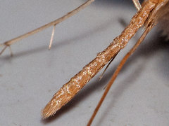 Stenoptilia pterodactyla
