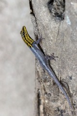 Lygodactylus picturatus