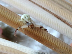 Misumenoides