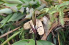 Phragmipedium longifolium