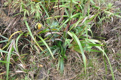 Phragmipedium longifolium