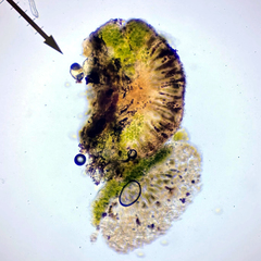 Amandinea dakotensis