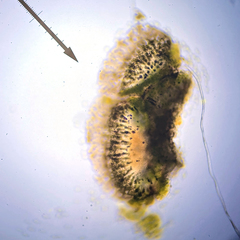 Amandinea dakotensis