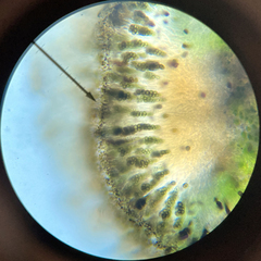 Amandinea dakotensis