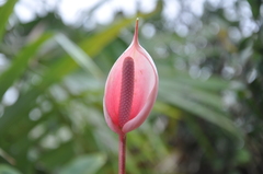 Anthurium lasabanetaense