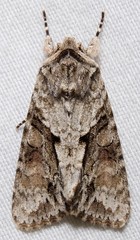 Achatia distincta