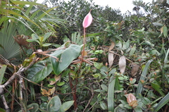 Anthurium lasabanetaense
