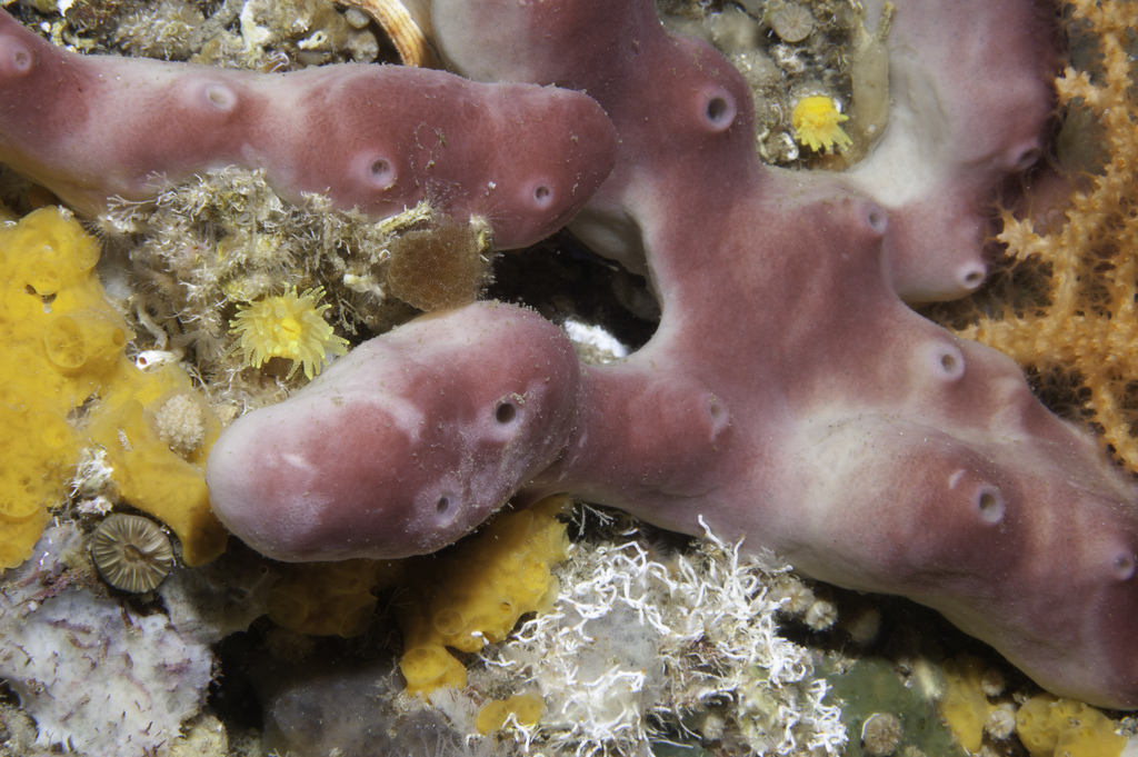 Photo of Stone sponge (Petrosia ficiformis)