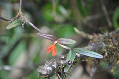 Scaphyglottis arctata