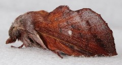 Phyllodesma occidentis