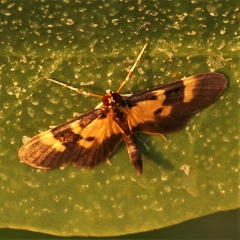 Lypotigris fusalis