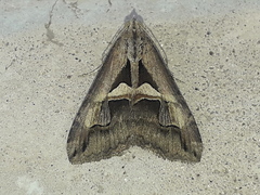 Melipotis bisinuata