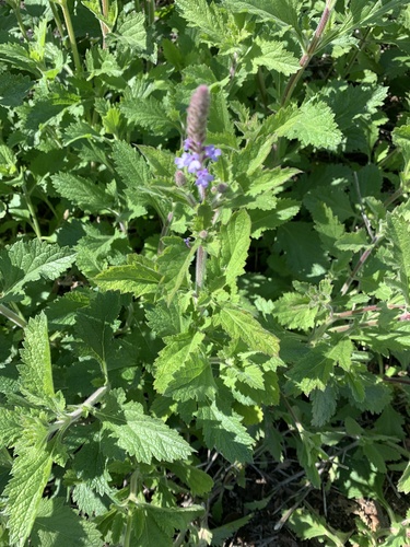 iNaturalist observation photo of western vervain