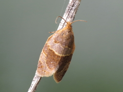 Clepsis dumicolana