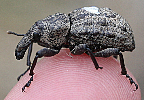 Hadramphus tuberculatus