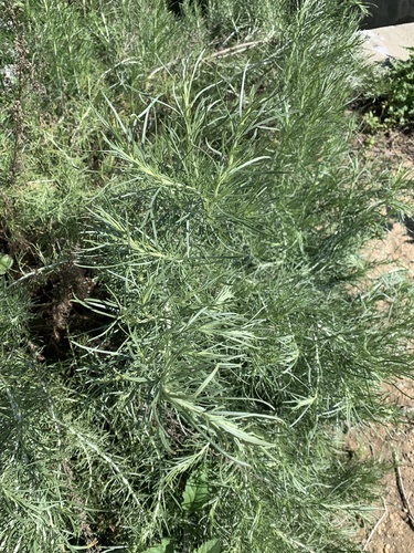 iNaturalist observation photo of California sagebrush