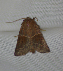 Lemmeria digitalis