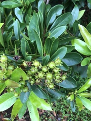 Xanthostemon chrysanthus