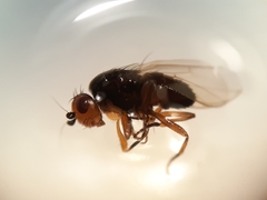 Spelobia ochripes