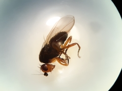 Spelobia ochripes