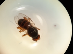 Spelobia ochripes