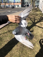 Columba livia domestica