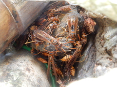 Polistes jokahamae