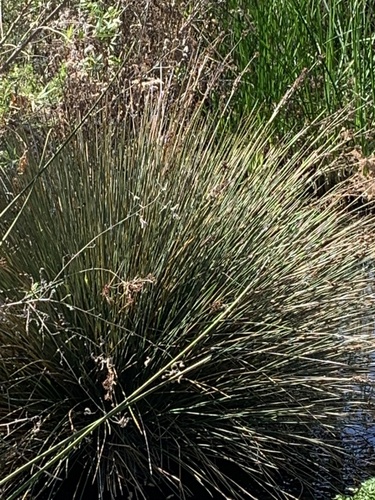iNaturalist observation photo of spiny rush