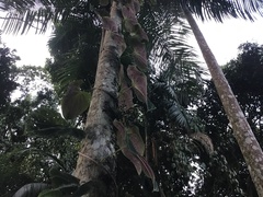 Dioscorea dodecaneura