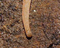 Argonemertes australiensis