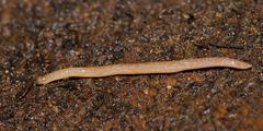 Argonemertes australiensis