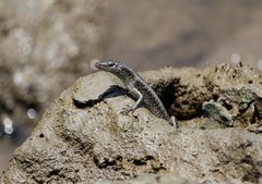 Emoia atrocostata