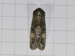 Copivaleria grotei