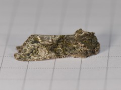 Copivaleria grotei
