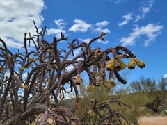 Cylindropuntia thurberi