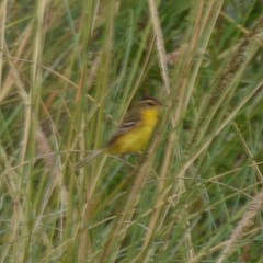 Pseudocolopteryx sclateri