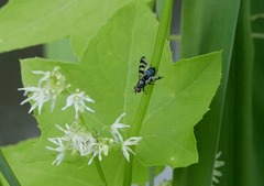Ceroxys urticae
